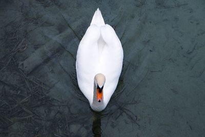 High angle view of swan in water