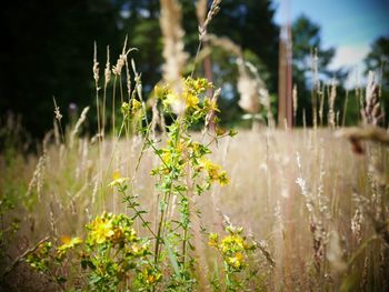 Close-up of yellow flowering plants on field