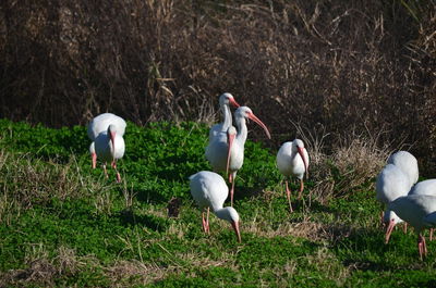 View of birds on field