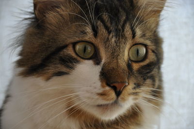 Close-up portrait of cat