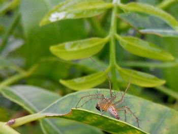 Close-up of grasshopper on leaf