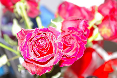 Close-up of pink rose