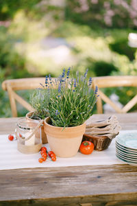 Close-up of potted plant on table