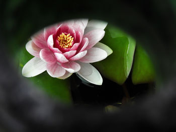 Close-up of pink flower blooming outdoors