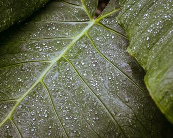 Full frame shot of wet leaf