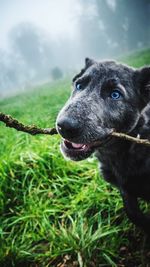 Close-up of dog against sky