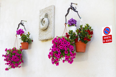 Potted plants against wall