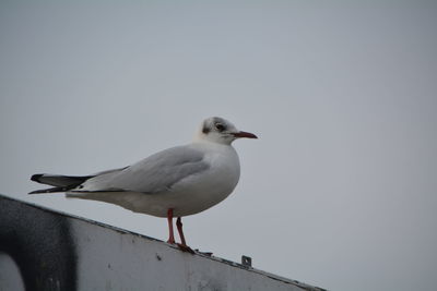 Low angle view of seagull perching on retaining wall against clear sky
