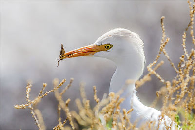 Close-up of heron