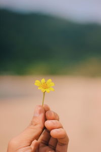 Close-up of hand holding yellow flowering plant