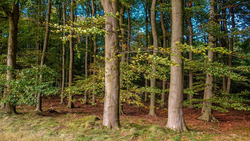 Trees in forest