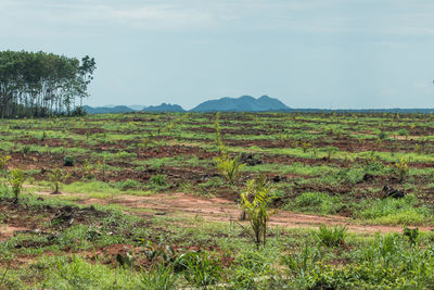 Scenic view of field against sky