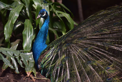 Close-up of a bird perching on branch