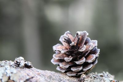 Close up of rock