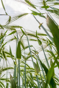 Close-up of plants growing on field against sky