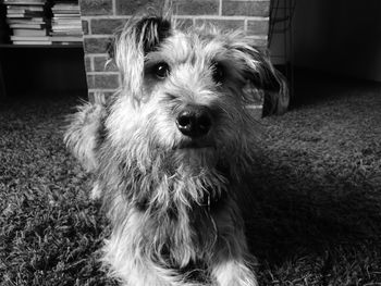 Close-up portrait of dog at home