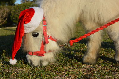 Falabella miniature horse, wearing a christmas santa hat