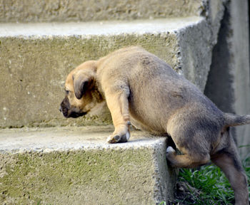 Side view of a dog resting