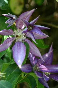 Close-up of purple flowers blooming outdoors