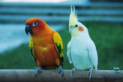 Close-up of parrot perching on wood