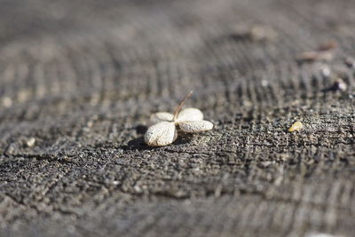 High angle view of shell on wood