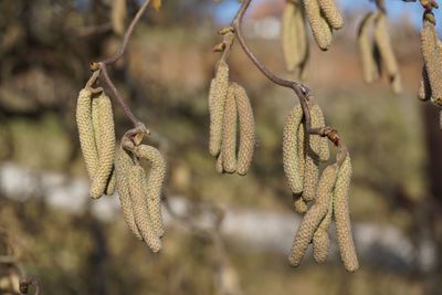 Close-up of dead plant hanging on branch