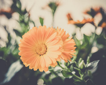 Close-up of orange flowering plant