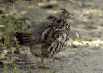 Close-up of bird