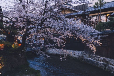 Cherry blossom tree by canal