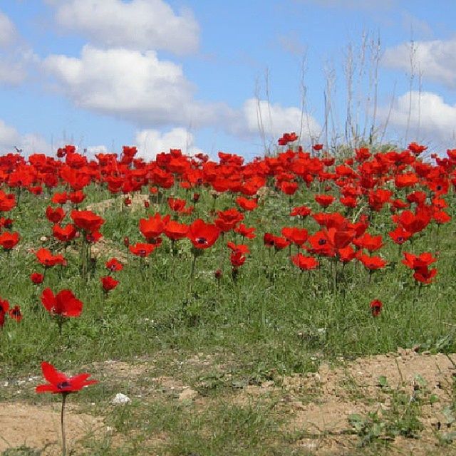 flower, red, freshness, poppy, growth, beauty in nature, field, fragility, sky, nature, plant, cloud - sky, petal, blooming, landscape, tranquil scene, tranquility, in bloom, tulip, scenics