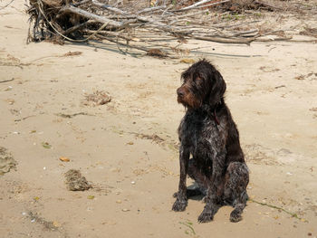 Hunting dog, drathaar sitting on a beach wet after swimming in the river.