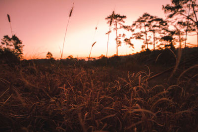 Scenic view of field against sky at sunset