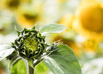 Close-up of green plant