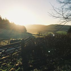Sun shining through trees on grassy field