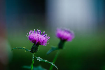 Close-up of thistle flower