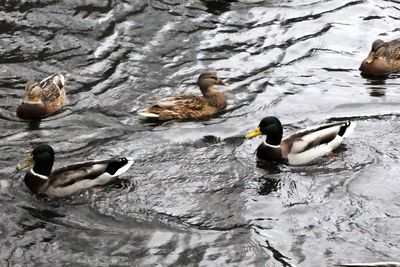 Ducks swimming in lake