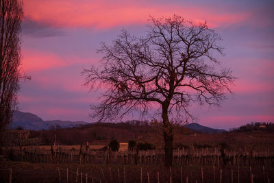 Bare tree on field against sky during sunset
