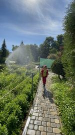 Rear view of woman walking on footpath amidst plants against sky