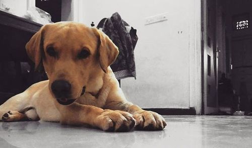 Portrait of a dog