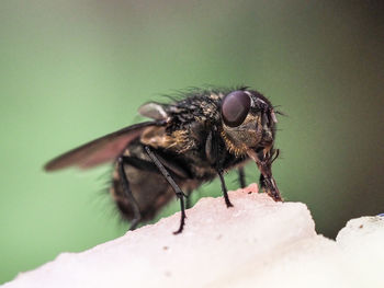 Close-up of housefly