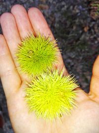 Close-up of hand holding cactus