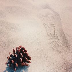 High angle view of pine cone at beach on sunny day