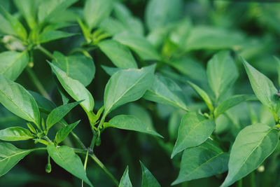 Close-up of green leaves