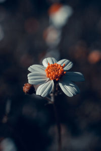 Close-up of white flowering plant