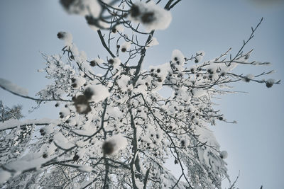 Low angle view of cherry blossom tree against sky
