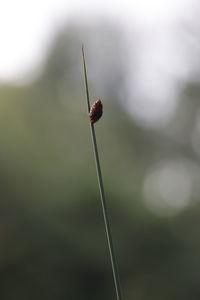 Close-up of red flower bud