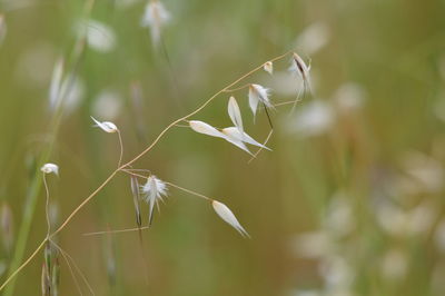 Close-up of crops growing on field