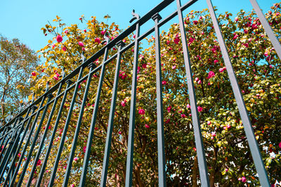 Low angle view of flowering plants against sky in park