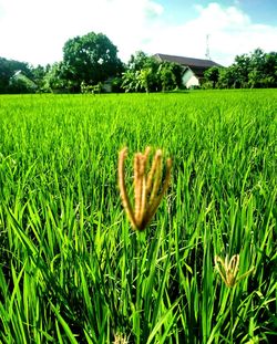 Close-up of fresh green grass in field