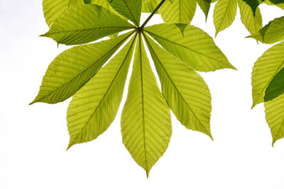 Close-up of leaves on tree